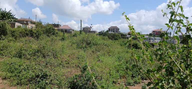 Mlolongo