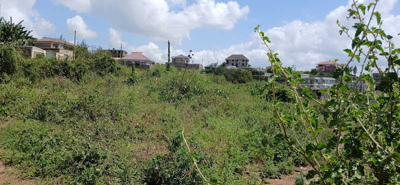 Mlolongo